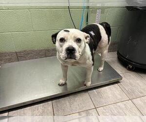 American Staffordshire Terrier-Unknown Mix Dogs for adoption in Grand Prairie, TX, USA