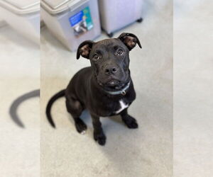 Mountain Cur-Unknown Mix Dogs for adoption in Sterling, MA, USA