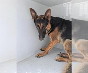 German Shepherd Dog Dogs for adoption in Houston, TX, USA