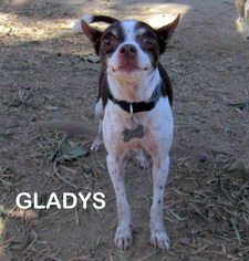 Rat Terrier Dogs for adoption in Lindsay, CA, USA
