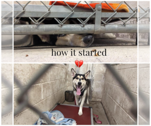 - Mix Dogs for adoption in Uwchlan, PA, USA