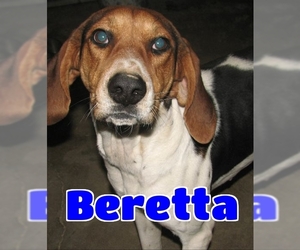 Medium Photo #1 Treeing Walker Coonhound Puppy For Sale in Lawrenceburg, KY, USA