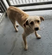 Dachshund Dogs for adoption in Pleasanton, TX, USA