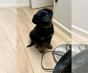 German Shepherd Dog-Unknown Mix Dogs for adoption in West Sacramento, CA, USA