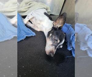 Rat Terrier-Unknown Mix Dogs for adoption in San Antonio, TX, USA