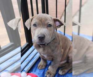 American Pit Bull Terrier-American Staffordshire Terrier Mix Dogs for adoption in Holly Springs, NC, USA