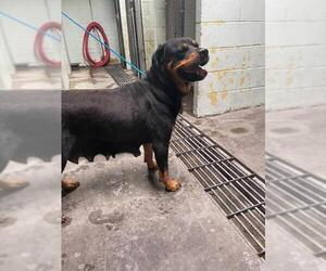 Rottweiler Dogs for adoption in Stockton, CA, USA
