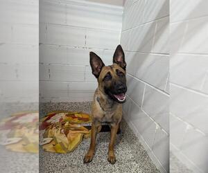 Mutt Dogs for adoption in Vaughan, Ontario, Canada