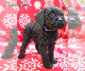 Labradoodle Dogs for adoption in Wakefield, RI, USA