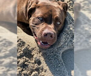 Mastiff Dogs for adoption in Marina del Rey, CA, USA