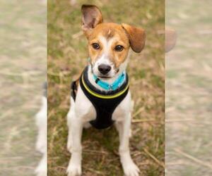 English Foxhound-Unknown Mix Dogs for adoption in Princeton, MN, USA