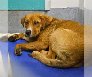 American Staffordshire Terrier-Unknown Mix Dogs for adoption in San Antonio, TX, USA