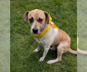 Labrador Retriever-Unknown Mix Dogs for adoption in Brooklyn Center, MN, USA