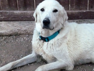 Great Pyrenees Dogs for adoption in Diamondville, WY, USA