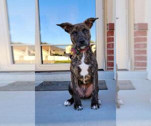 Boxador Dogs for adoption in Sandy, UT, USA