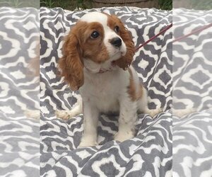 Cavalier King Charles Spaniel Dogs for adoption in HOPKINSVILLE/PRINCETON, KY, NH, USA
