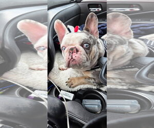 French Bulldog Dogs for adoption in Tenafly, NJ, USA