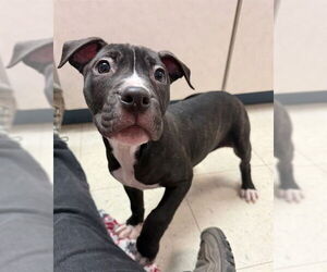 Boxer-Unknown Mix Dogs for adoption in Brewster, MA, USA