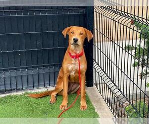 Redbone Coonhound-Unknown Mix Dogs for adoption in Orange, CA, USA