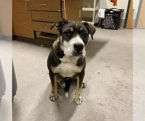 Staffordshire Bull Terrier Dogs for adoption in Modesto, CA, USA