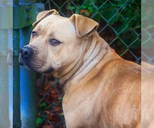 American Bulldog Dogs for adoption in Gainesville, FL, USA