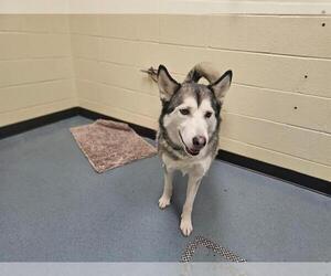 Siberian Husky Dogs for adoption in Denver, CO, USA