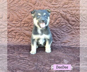 German Shepherd Dog-Unknown Mix Dogs for adoption in Brewster, NY, USA