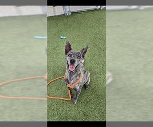 Holland Shepherd-Unknown Mix Dogs for adoption in Houston, TX, USA