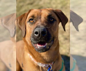 Mutt Dogs for adoption in West Cornwall, CT, USA