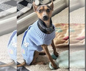 Rat-Cha Dogs for adoption in Euless, TX, USA