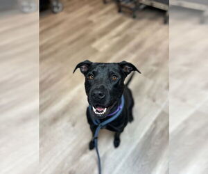 American Pit Bull Terrier-Labrador Retriever Mix Dogs for adoption in Claremore, OK, USA