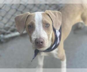 American Pit Bull Terrier-Unknown Mix Dogs for adoption in Tulsa, OK, USA