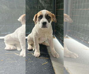 Saint Bernard Dogs for adoption in Bloomingdale, NJ, USA