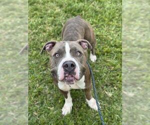 American Staffordshire Terrier Dogs for adoption in Fort Lauderdale, FL, USA