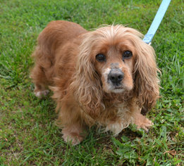 Cocker Spaniel Dogs for adoption in Akron, OH, USA
