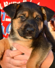German Shepherd Dog Dogs for adoption in Simi Valley, CA, USA