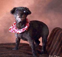 Medium Photo #1 Norfolk Terrier Puppy For Sale in Boonton, NJ, USA