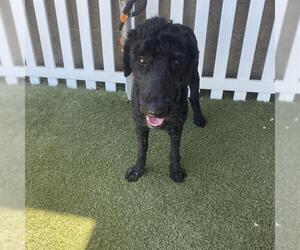 Poodle (Standard) Dogs for adoption in Modesto, CA, USA
