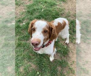 Brittany Dogs for adoption in Curwensville, PA, USA