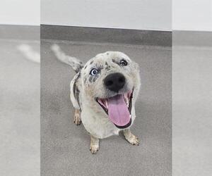 Australian Shepherd-Unknown Mix Dogs for adoption in HESPERIA, CA, USA