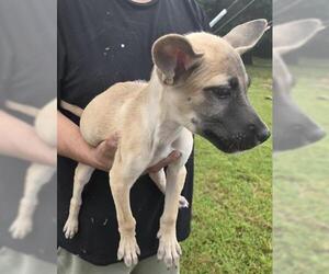 German Shepherd Dog-Unknown Mix Dogs for adoption in Houston, TX, USA