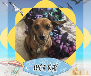 Chiweenie Dogs for adoption in San Antonio, TX, USA