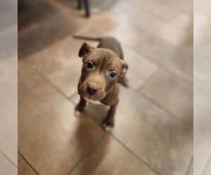 American Pit Bull Terrier-Unknown Mix Dogs for adoption in Evansville, IN, USA