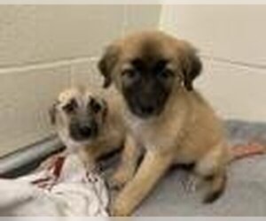 Borador Dogs for adoption in Jackson, CA, USA