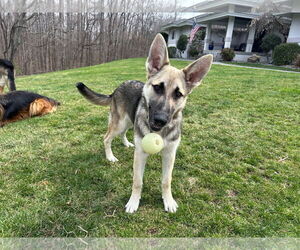 German Shepherd Dog Dogs for adoption in La Grange , NC, USA