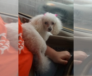 Poodle (Miniature) Dogs for adoption in Lebanon, OR, USA