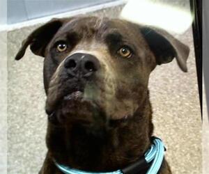 American Bandogge mastiff Dogs for adoption in Louisville, KY, USA