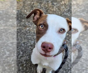 Border Collie-Pointer Mix Dogs for adoption in Rockaway, NJ, USA
