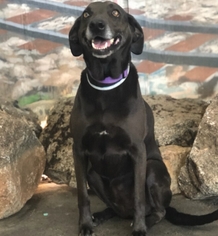 Medium Photo #1 Greyhound-Weimaraner Mix Puppy For Sale in Fresno, CA, USA