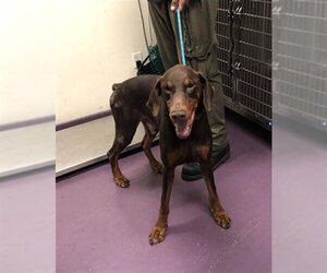 Doberman Pinscher Dogs for adoption in Long Beach, CA, USA